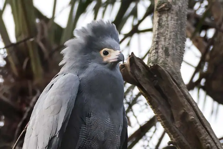 African Harrier Hawk